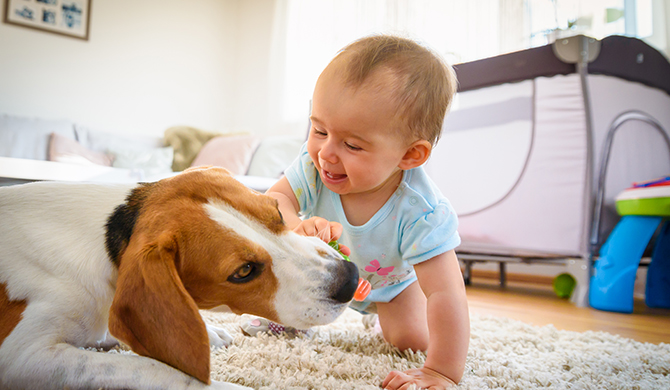Una niña pequeña juega con un perro Beagle en el piso en casa