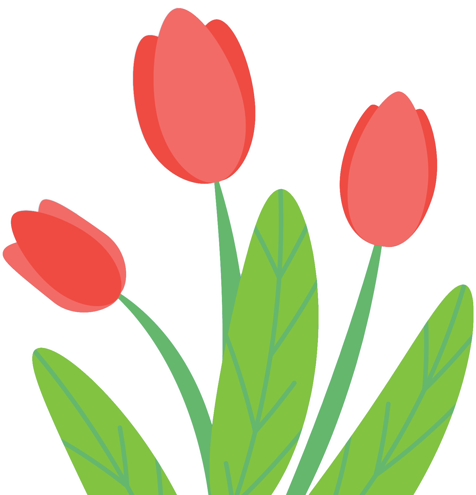 A drawing of tulips