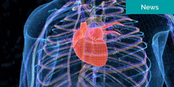 Imagen radiográfica del corazón en un cuerpo