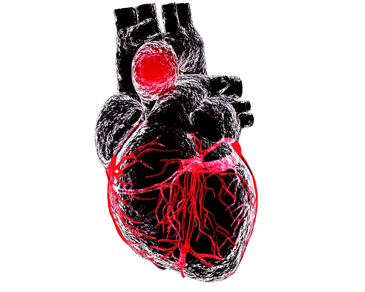 A drawing of a human heart