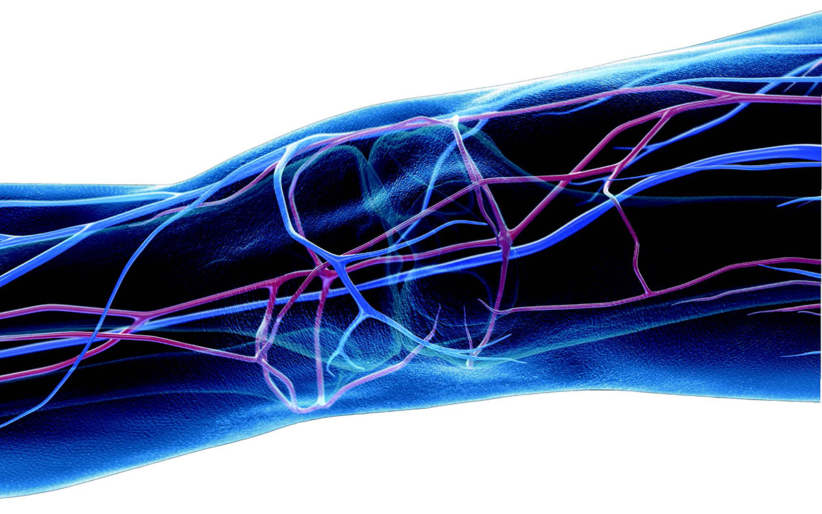 Artist's rendering of veins and arteries going through a human leg